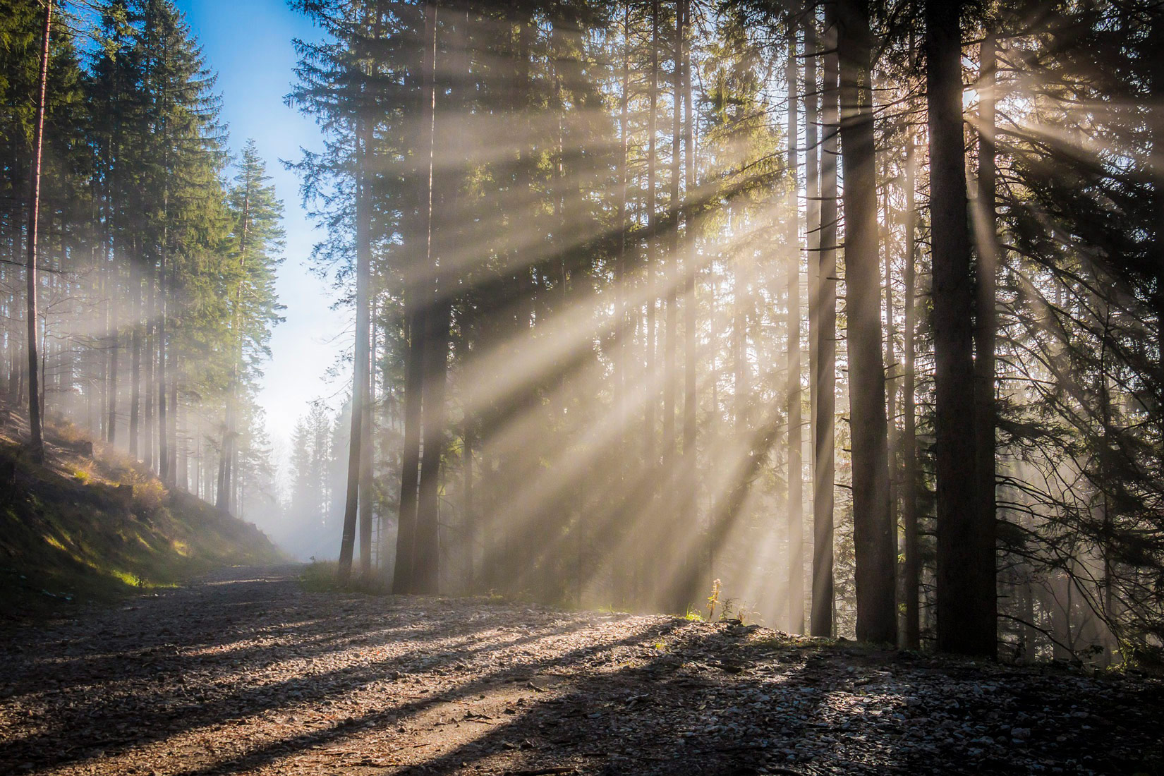 Fotografija prikazuje listipadnu šumu u jesen. Kroz krošnje visokih stabala raspršuju se zrake sunčeve svjetlosti.