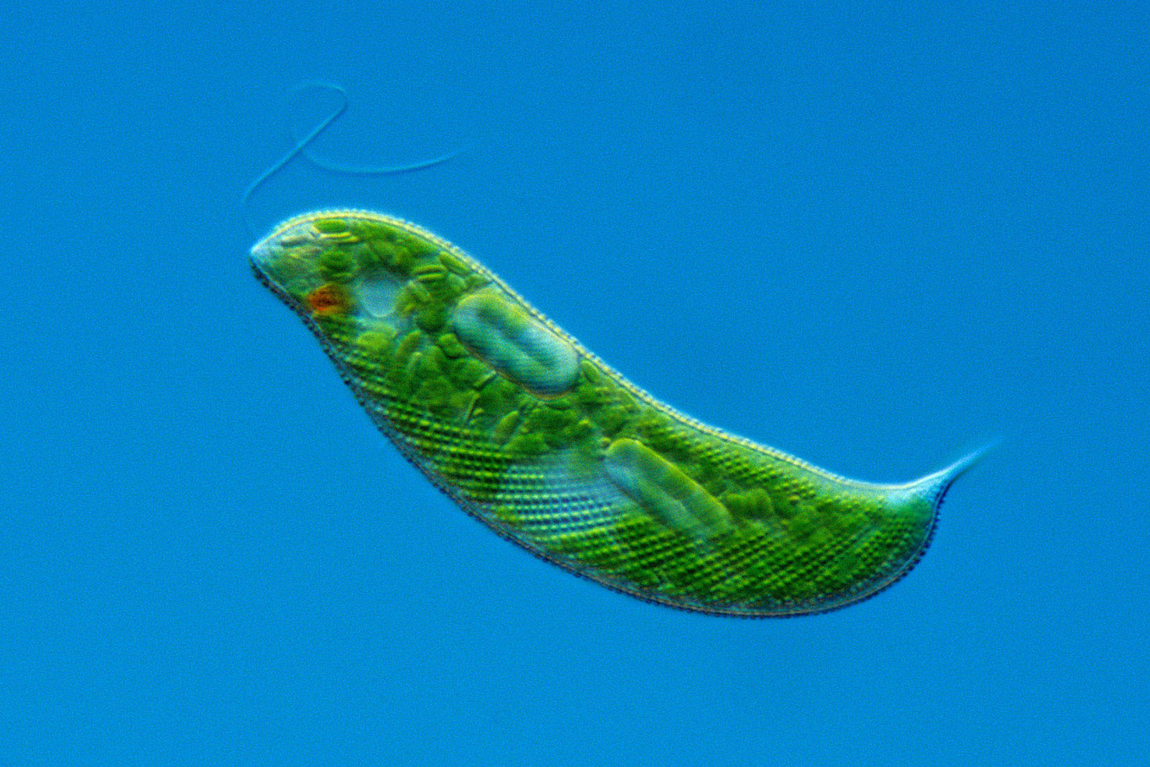 Euglena na slici ima oblik lista na čijem kraju se nalazi bič koji joj služi za kretanje. Citoplazma euglene ispunjena je zelenim granulama koje predstavljaju kloroplaste koji vrše fotosintezu. Vidljiva je plavkasta obla struktura, bezbojne sferične strukture te crvenkasto tjelešce koje se naziva crvena pjega.