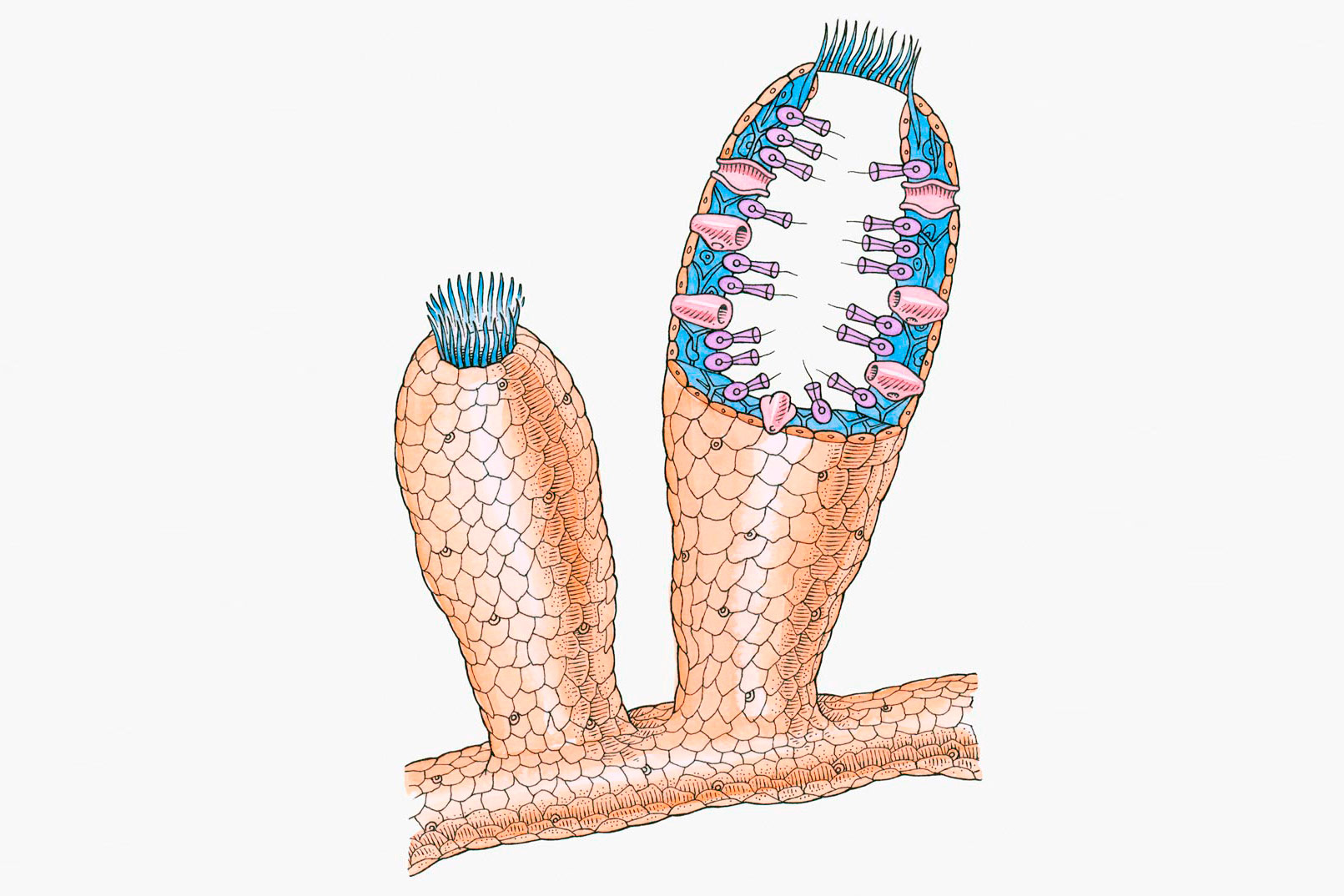 Ilustracija prikazuje shematski prikaz anatomije spužve. Dvije strukture koje podsjećaju na polipe izrastaju iz osnovice koja podsjeća na granu. Na jednoj strukturi shematski je prikazan prerez kroz tkivo i unutrašnji izgled organizma. Uz samu stijenku nalazi se skup stanica (tkivo) plave boje iz kojeg strše strukture nalik pribadačama. Također mogu se uočiti kanalići koji omogućuju ulazak vode u unutrašnjost spužve.